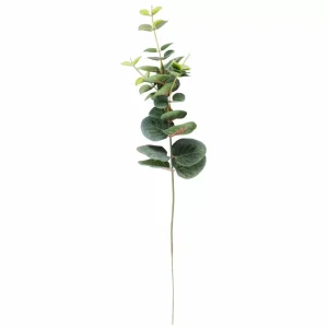 Cheap CASA EUCALYPTUS Coroa Verde